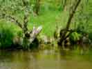 Dzia�alno�� bobr�w nad rzek� Ma�apanew
