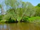 Dzia�alno�� bobr�w nad rzek� Ma�apanew